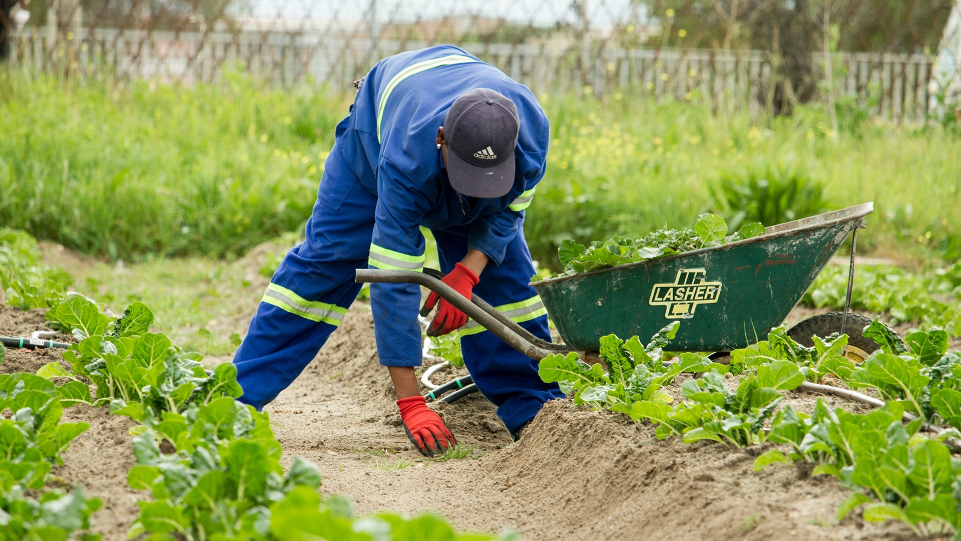 KI-Wettervorhersagen könnten Landwirten helfen, Klimarisiken zu bekämpfen, bringen aber neue Bedenken mit sich